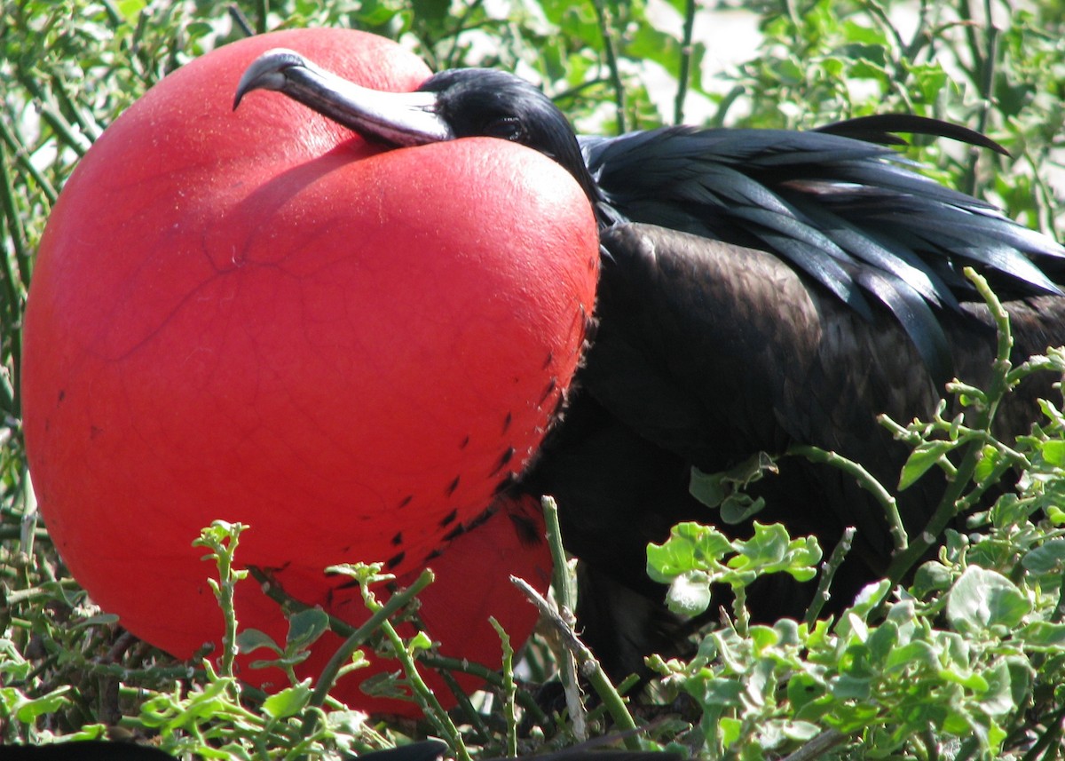 Magnificent Frigatebird - Robert Martin