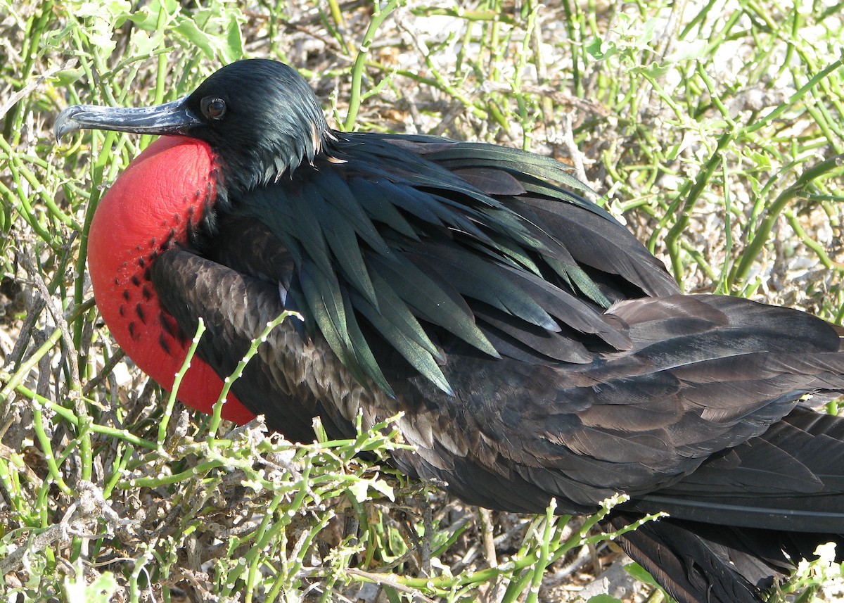 Great Frigatebird - Robert Martin