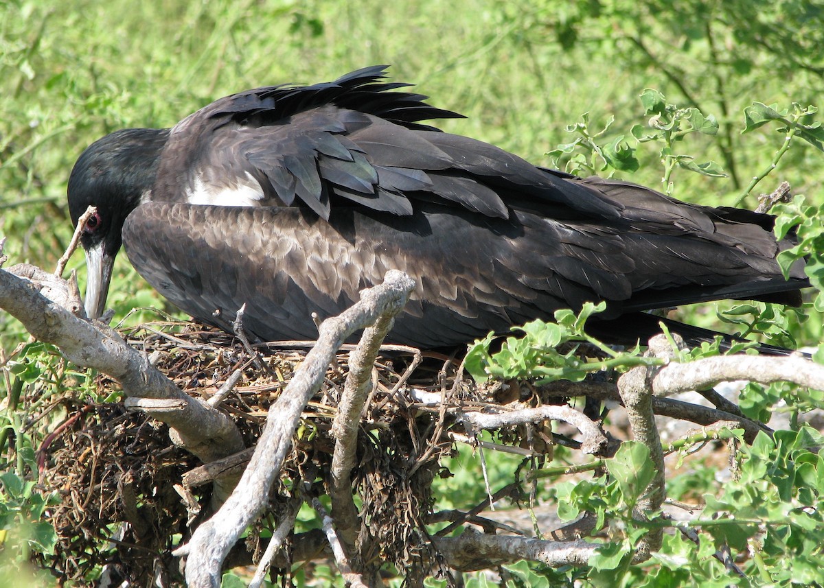 Great Frigatebird - Robert Martin