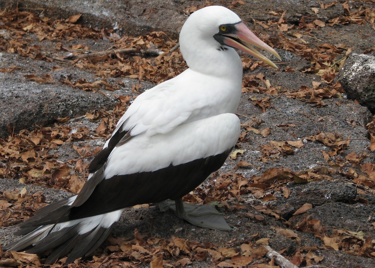 Nazca Booby - Robert Martin