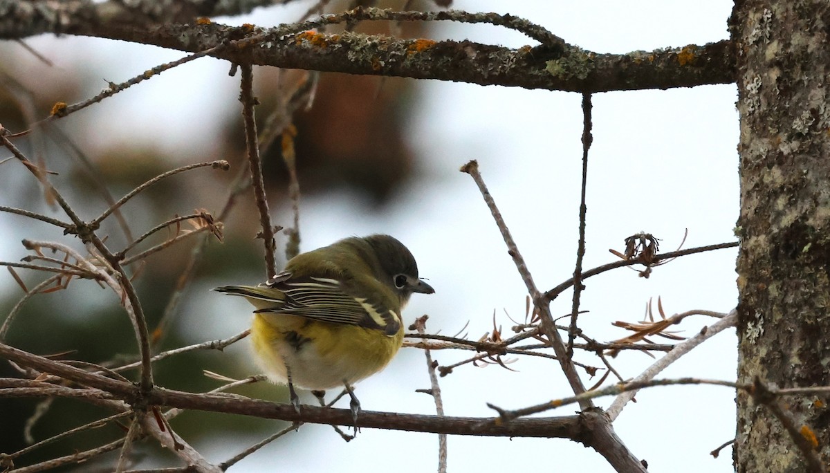 Blue-headed Vireo - Jean-Pierre Gagné