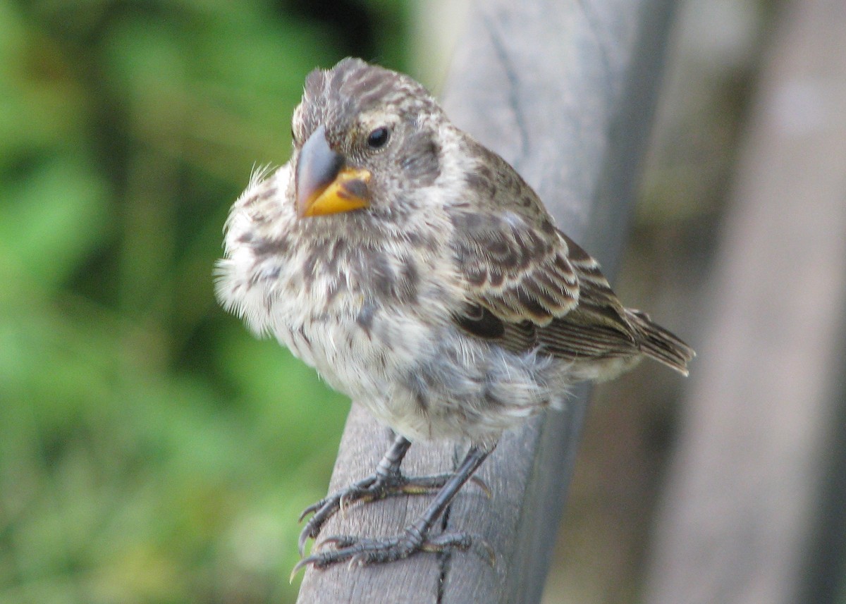 Genovesa Ground-Finch - Robert Martin