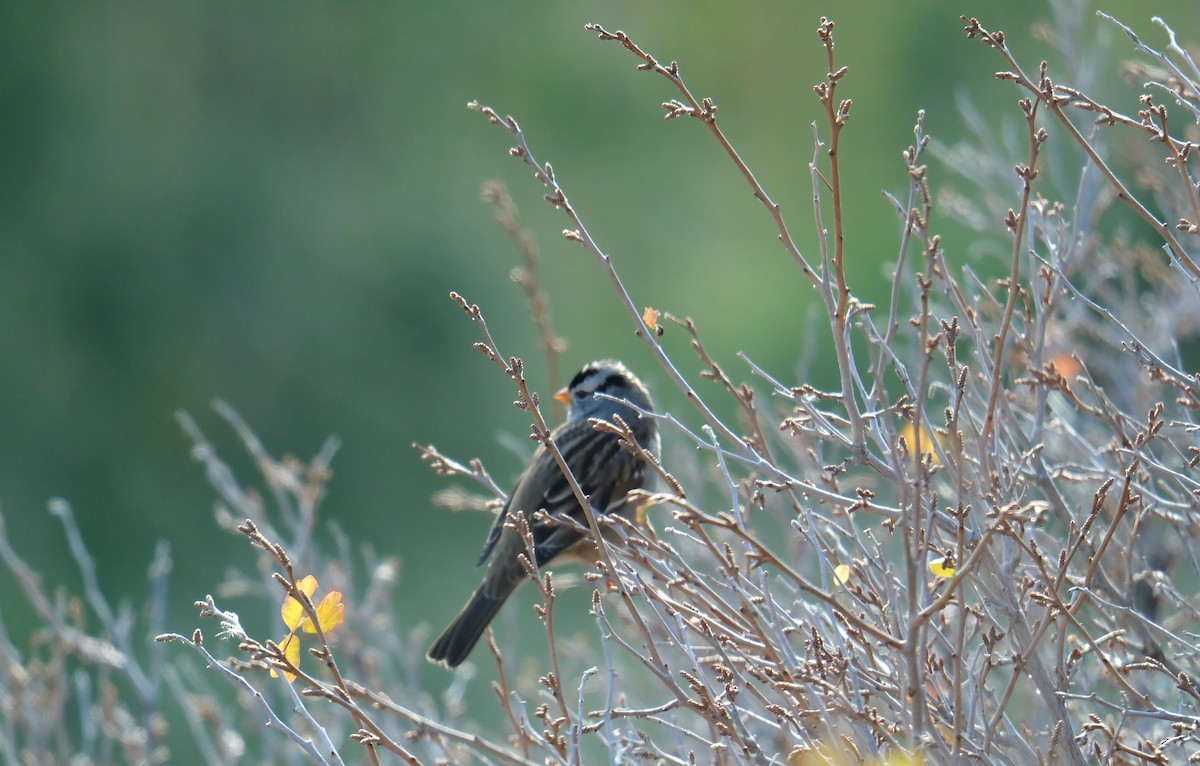 White-crowned Sparrow - ML610608236