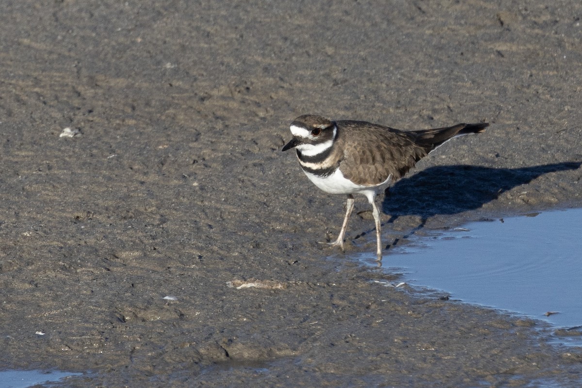 Killdeer - Colleen Childers