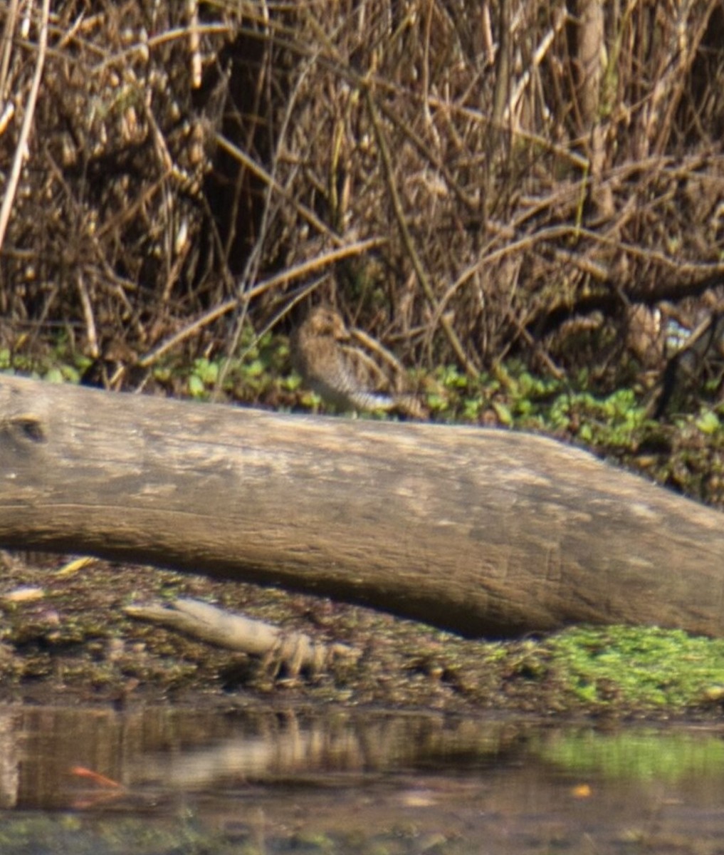 Wilson's Snipe - ML610608296