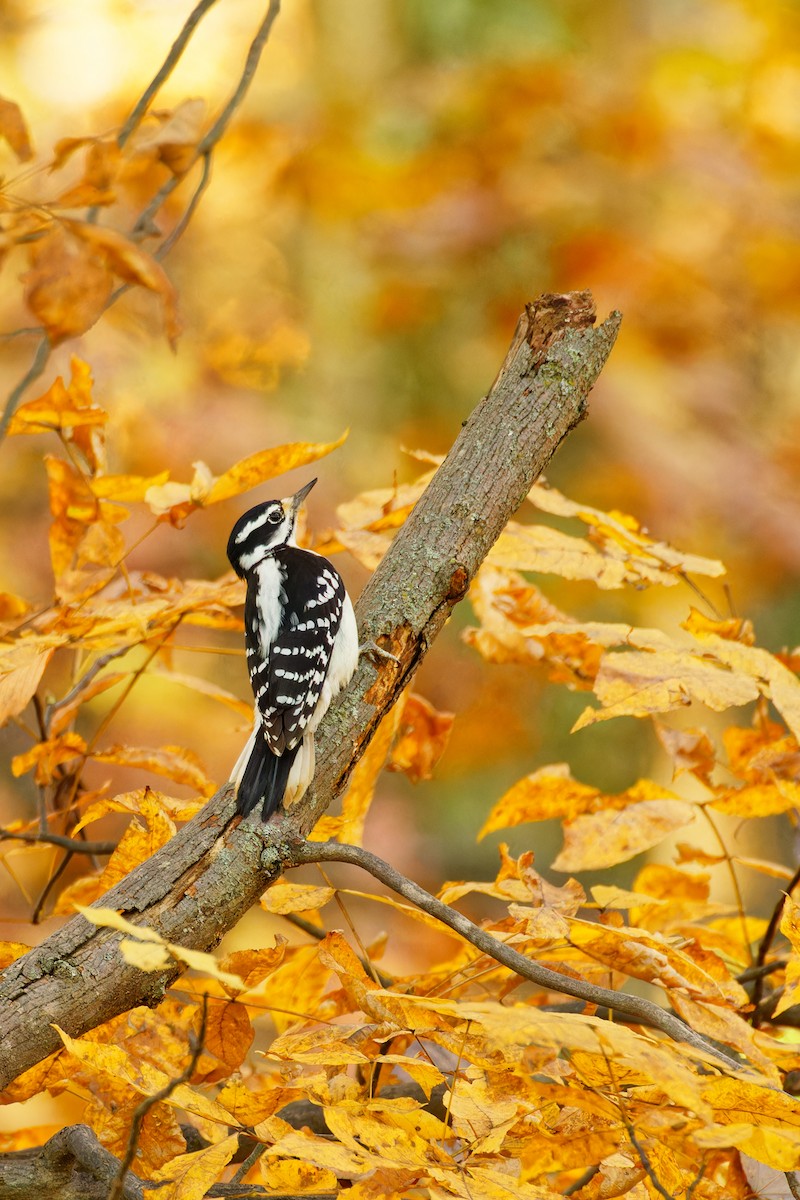 Hairy Woodpecker - ML610608423