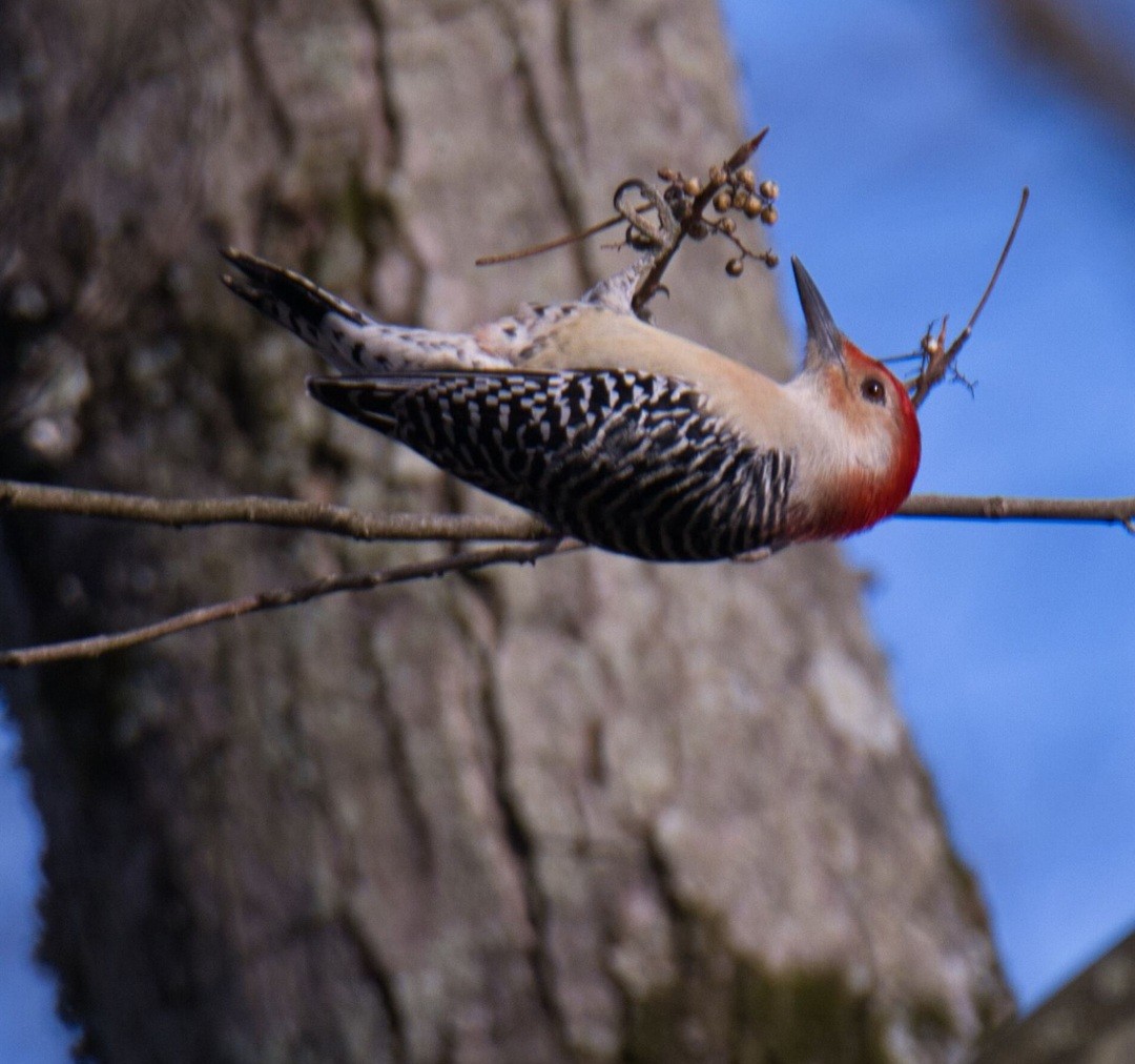 Red-bellied Woodpecker - ML610608426