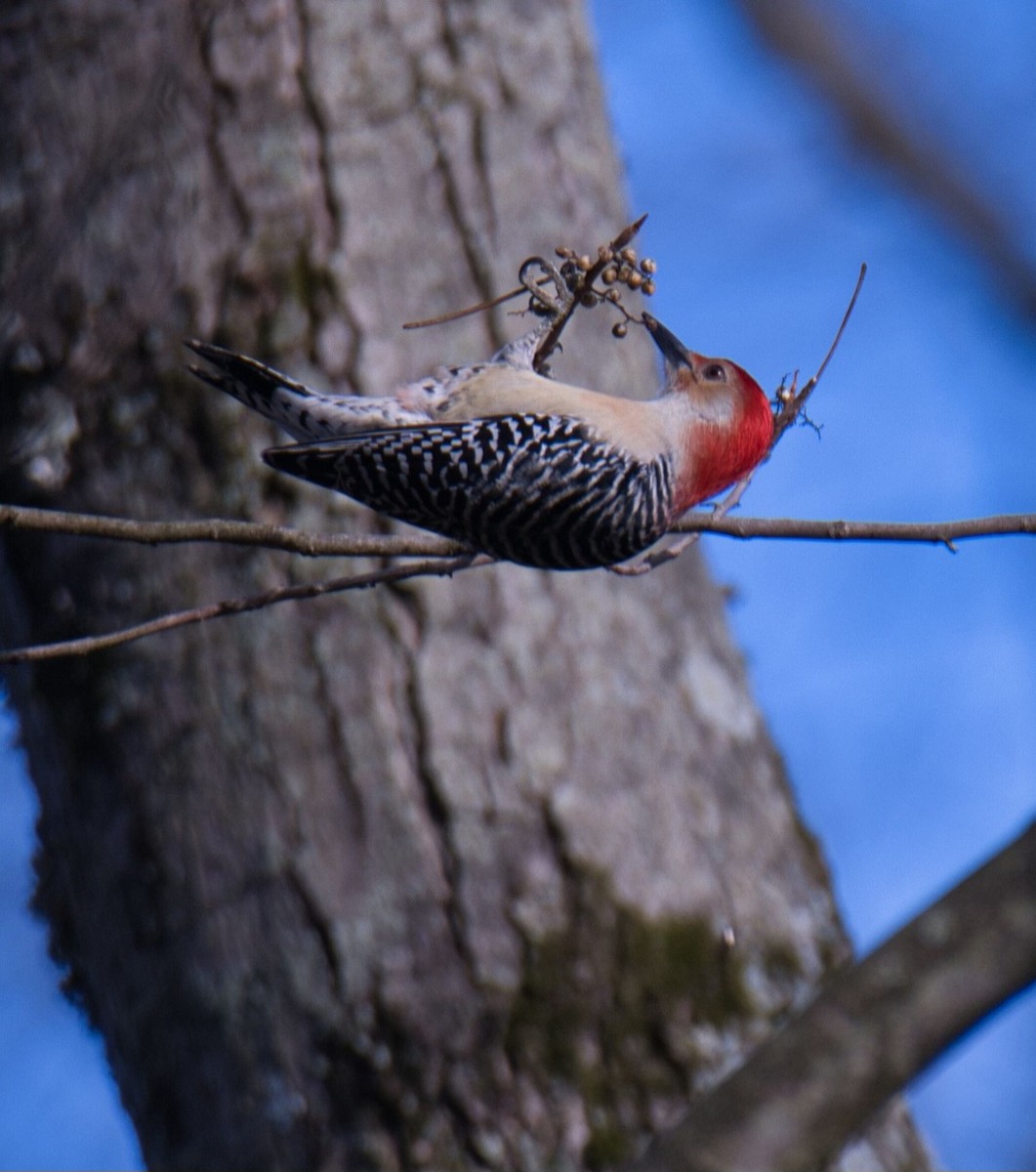 Red-bellied Woodpecker - ML610608427