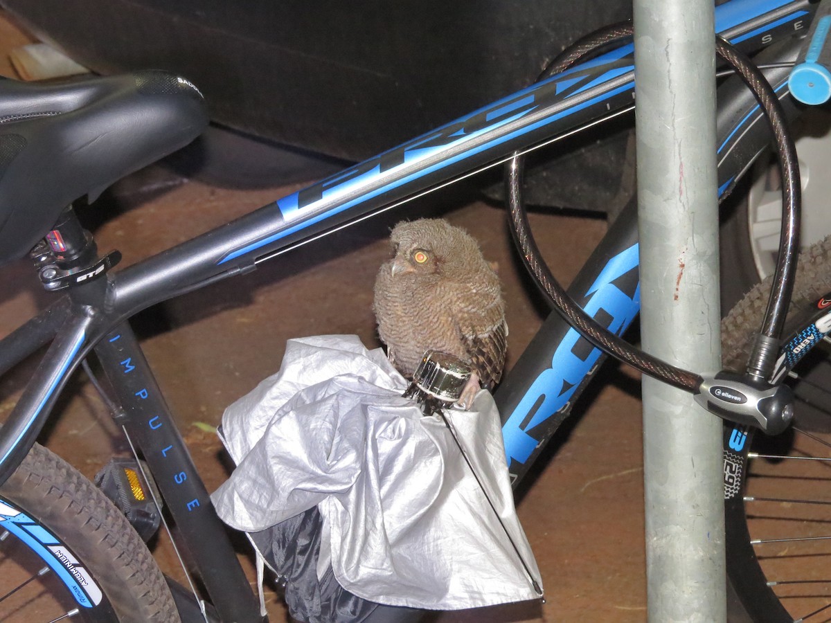 Tropical Screech-Owl - ML610608486