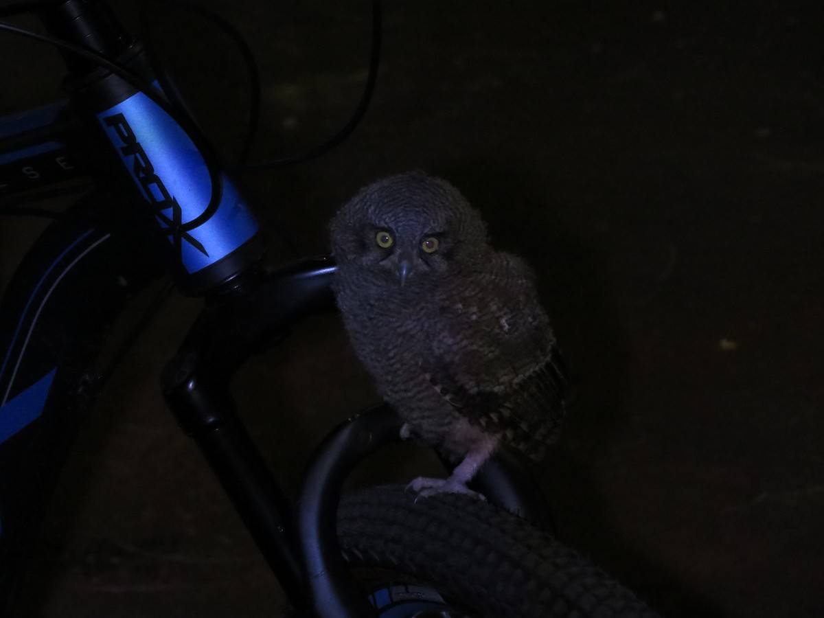 Tropical Screech-Owl - ML610608490