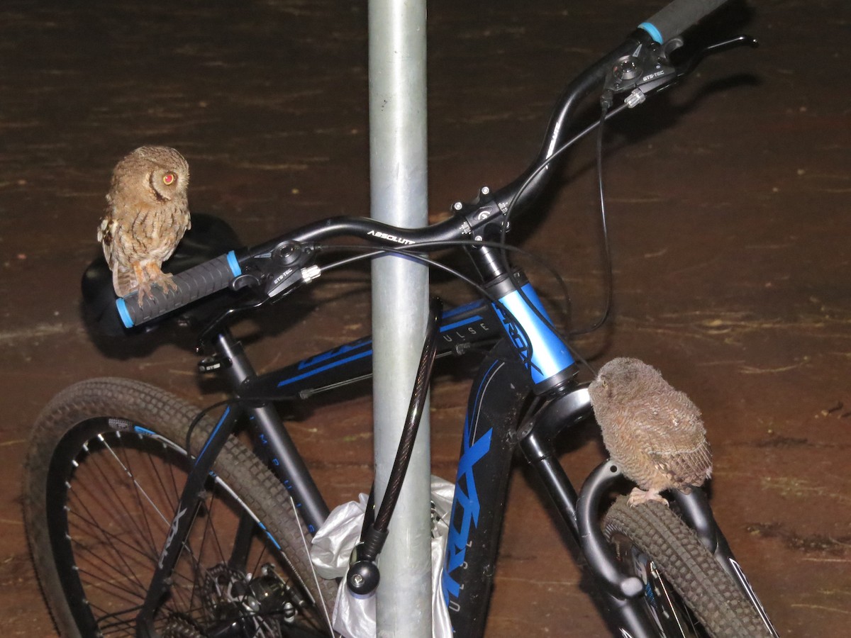 Tropical Screech-Owl - ML610608497