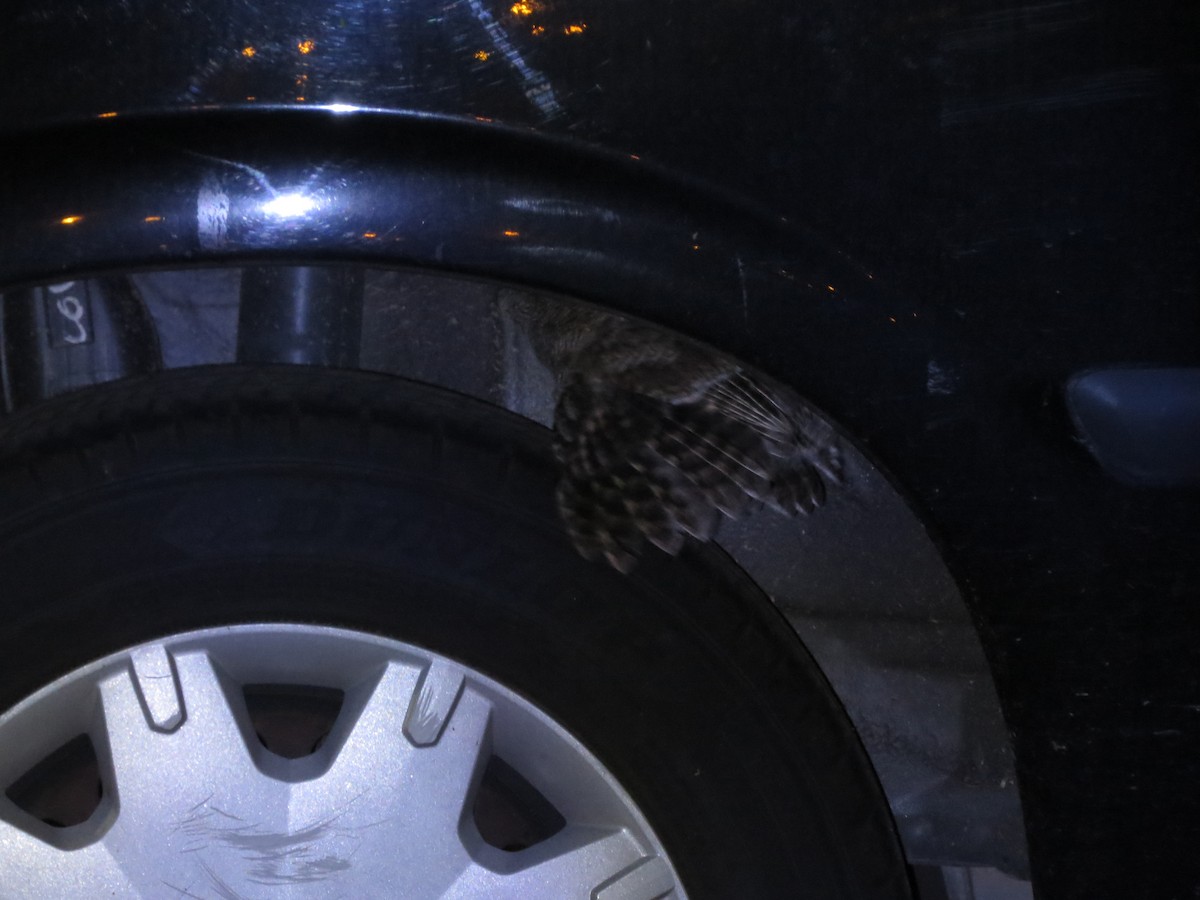 Tropical Screech-Owl - ML610608499