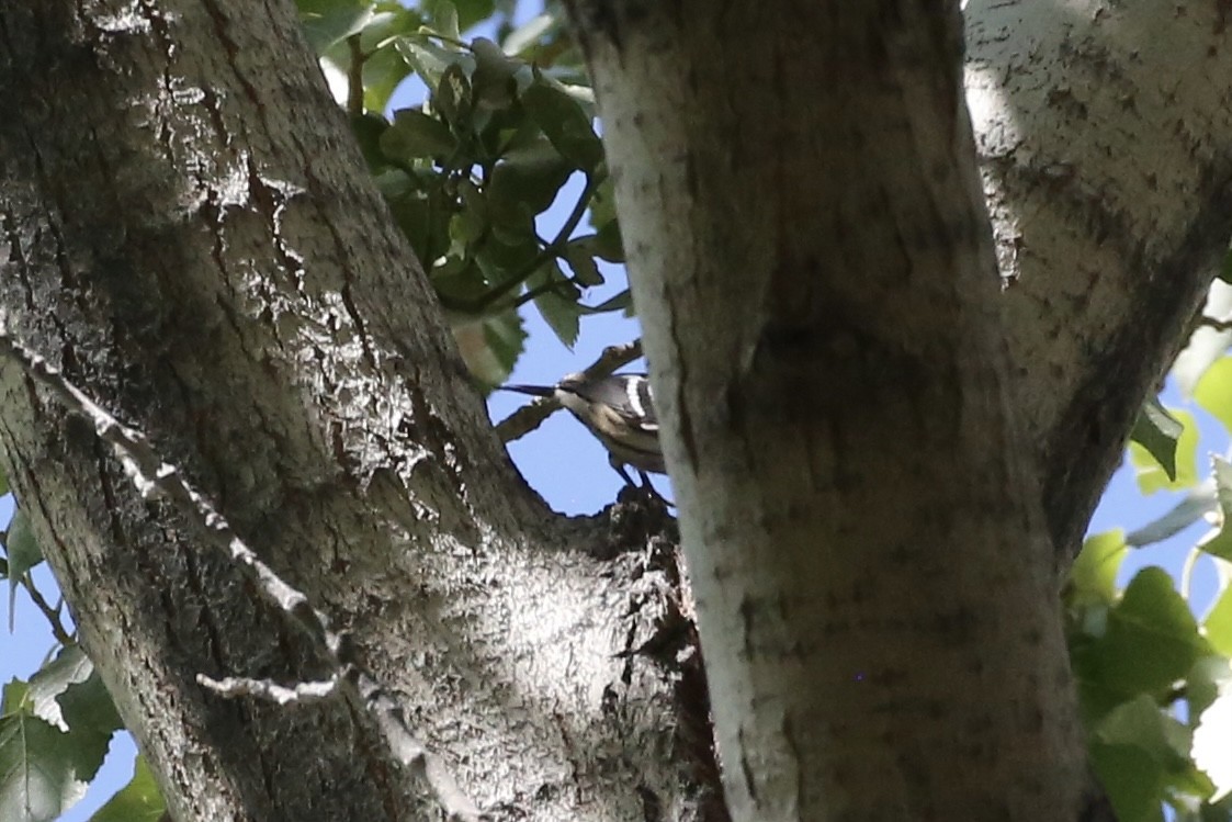 Black-and-white Warbler - ML610608541