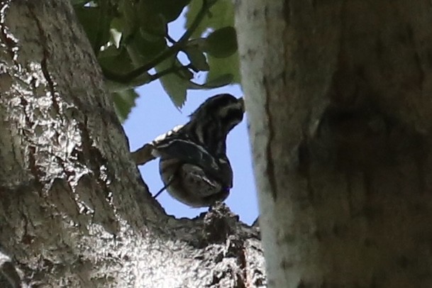 Black-and-white Warbler - ML610608542