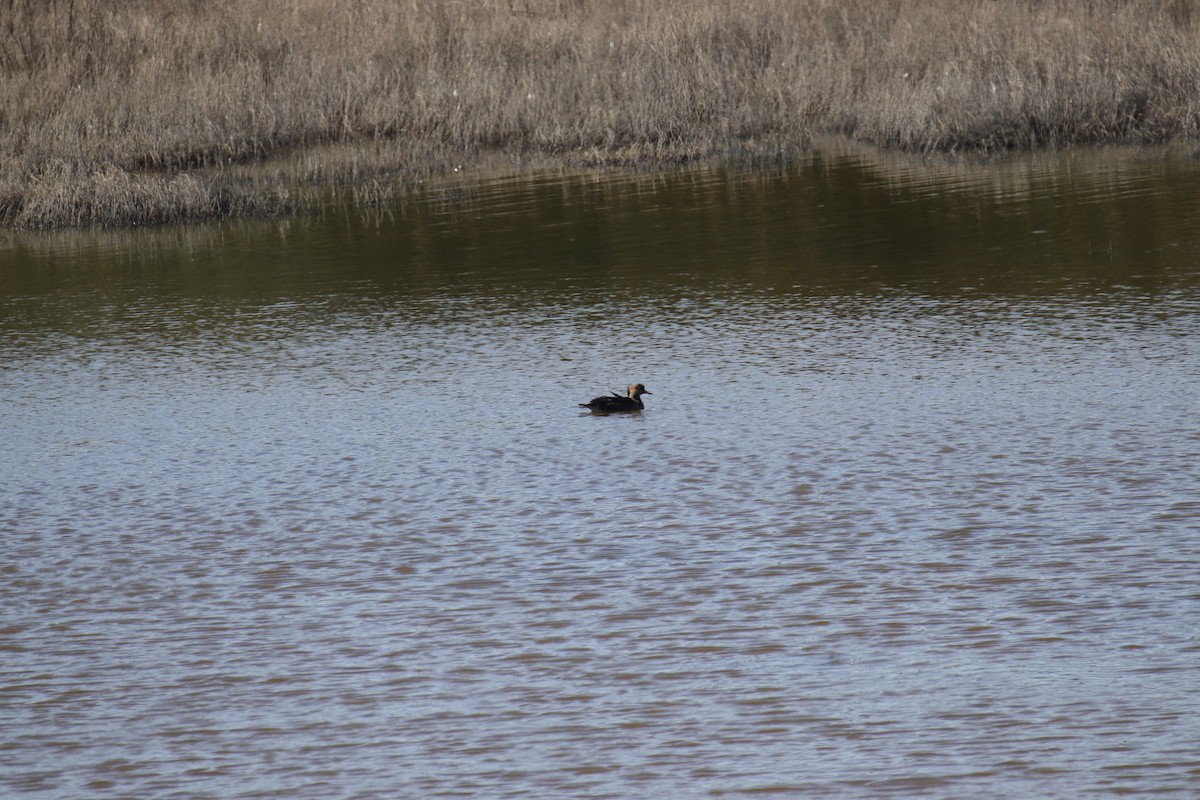 Hooded Merganser - Toby Fowler