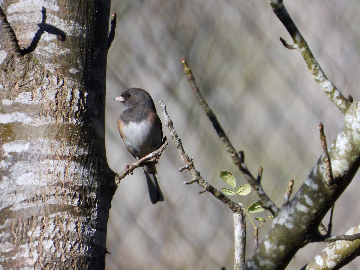 Junco ardoisé - ML610608642