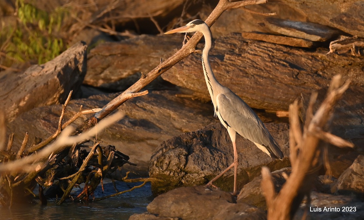 Gray Heron - Luis Arinto