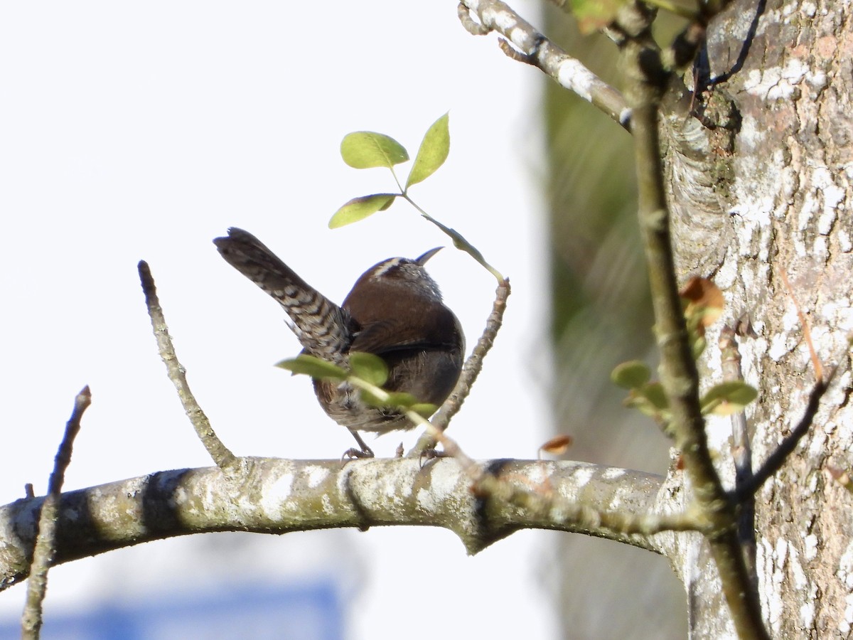 Bewick's Wren - ML610608670