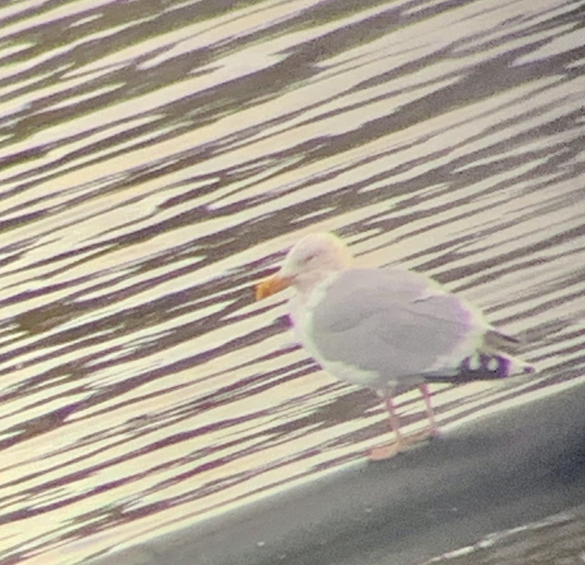 Herring Gull - ML610608902