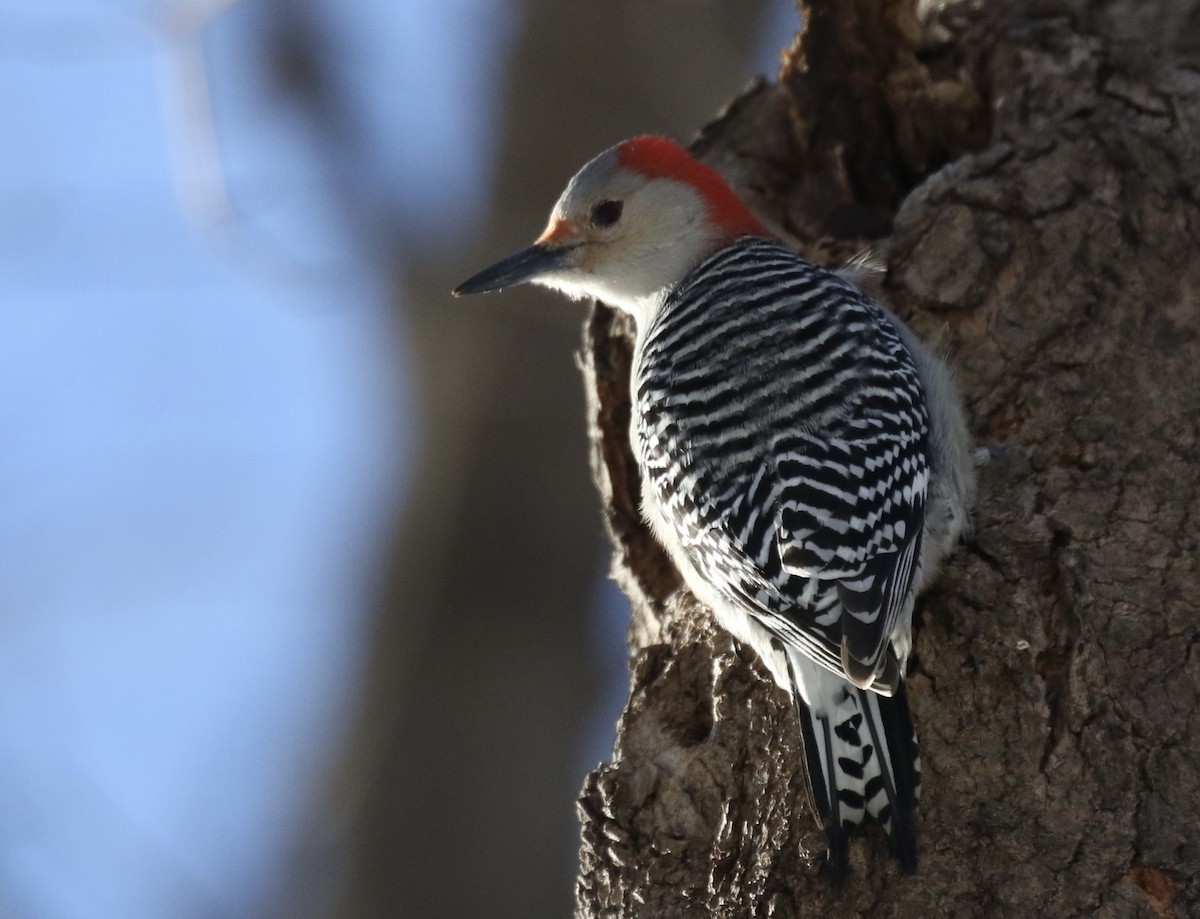 Red-bellied Woodpecker - ML610608950