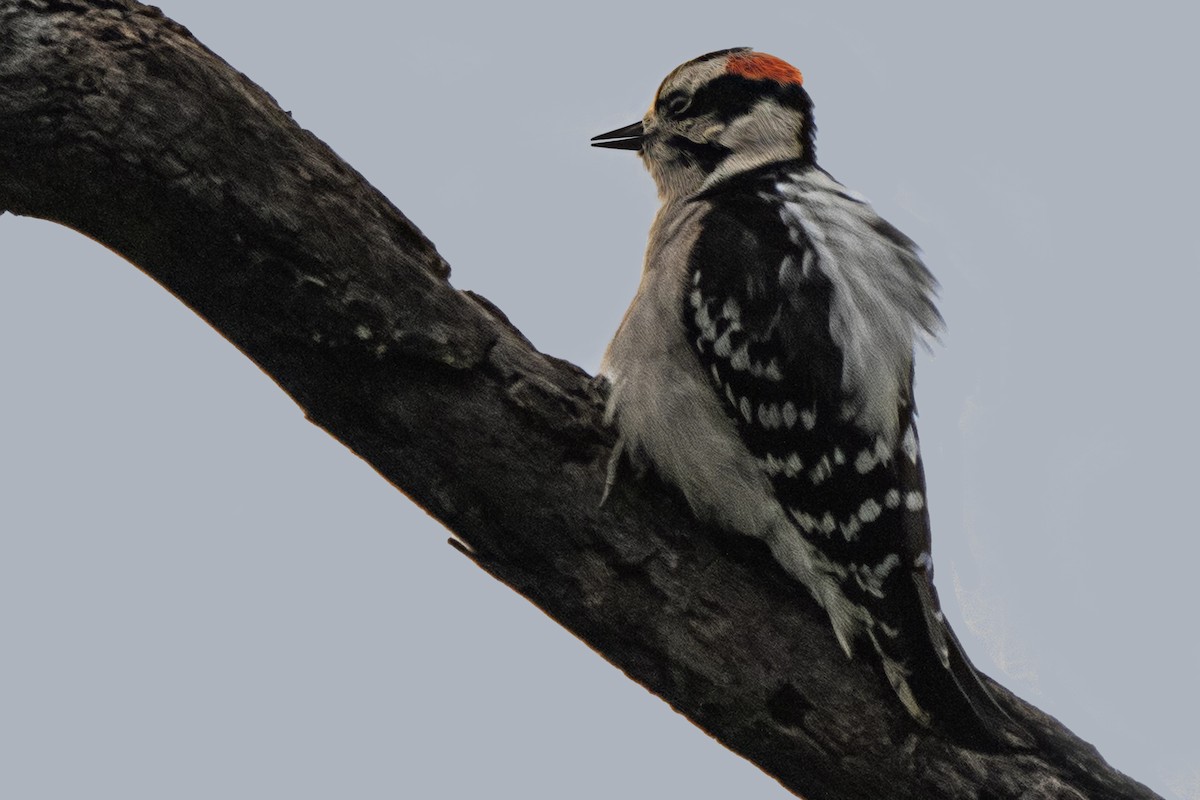 Downy Woodpecker - ML610609057