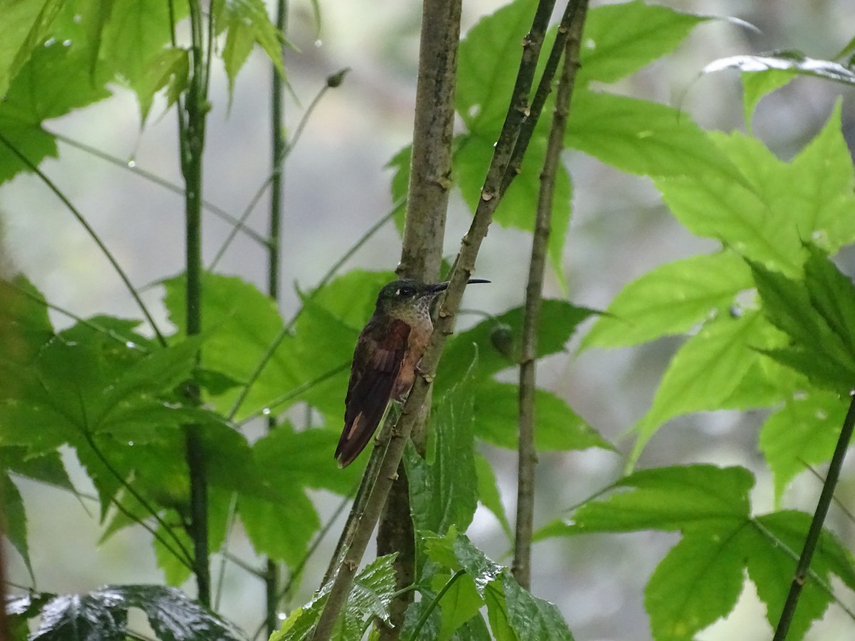 Fawn-breasted Brilliant - ML610609191