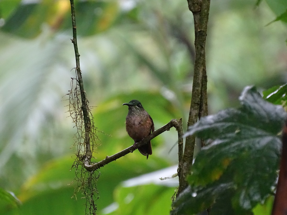 Fawn-breasted Brilliant - ML610609192