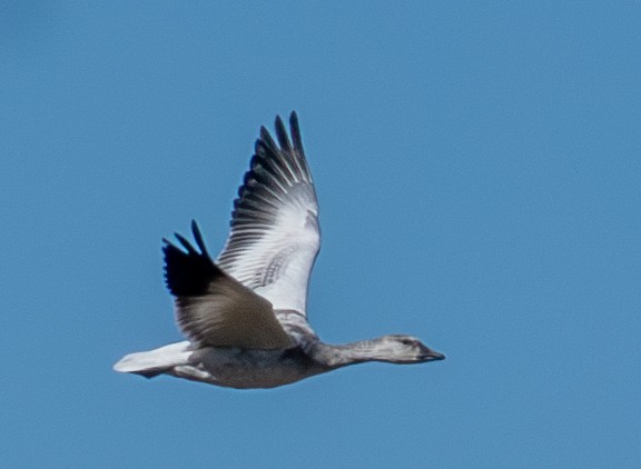 Snow Goose - John Lay