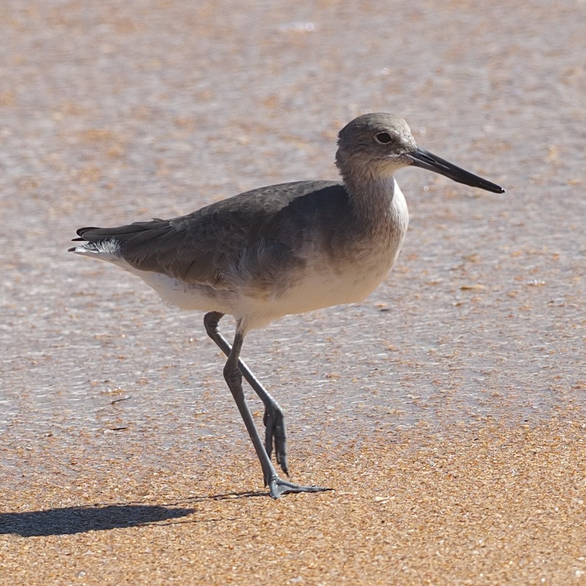 Willet - ML610609213