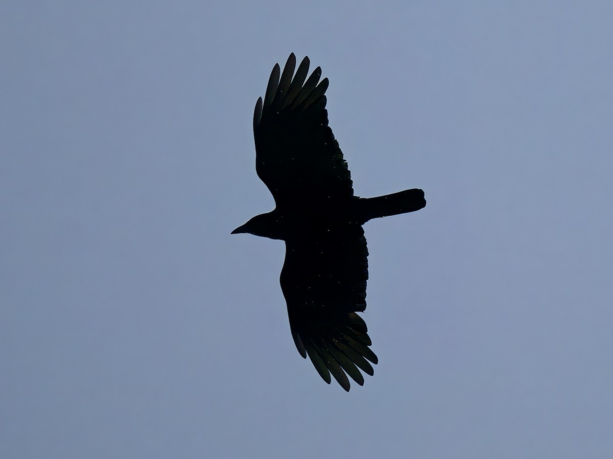 American Crow - ML610609342