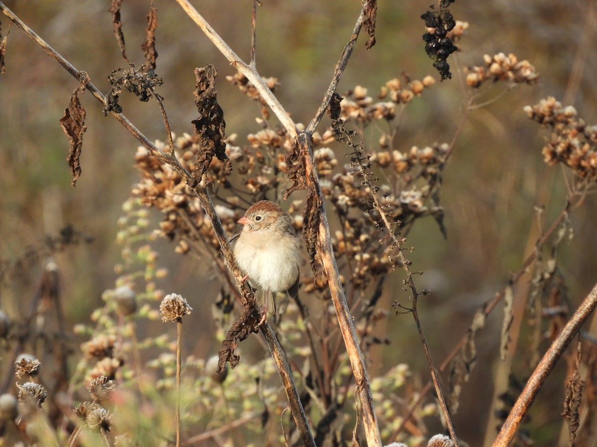 Field Sparrow - ML610609366