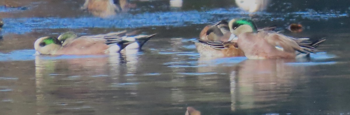 American Wigeon - ML610609388