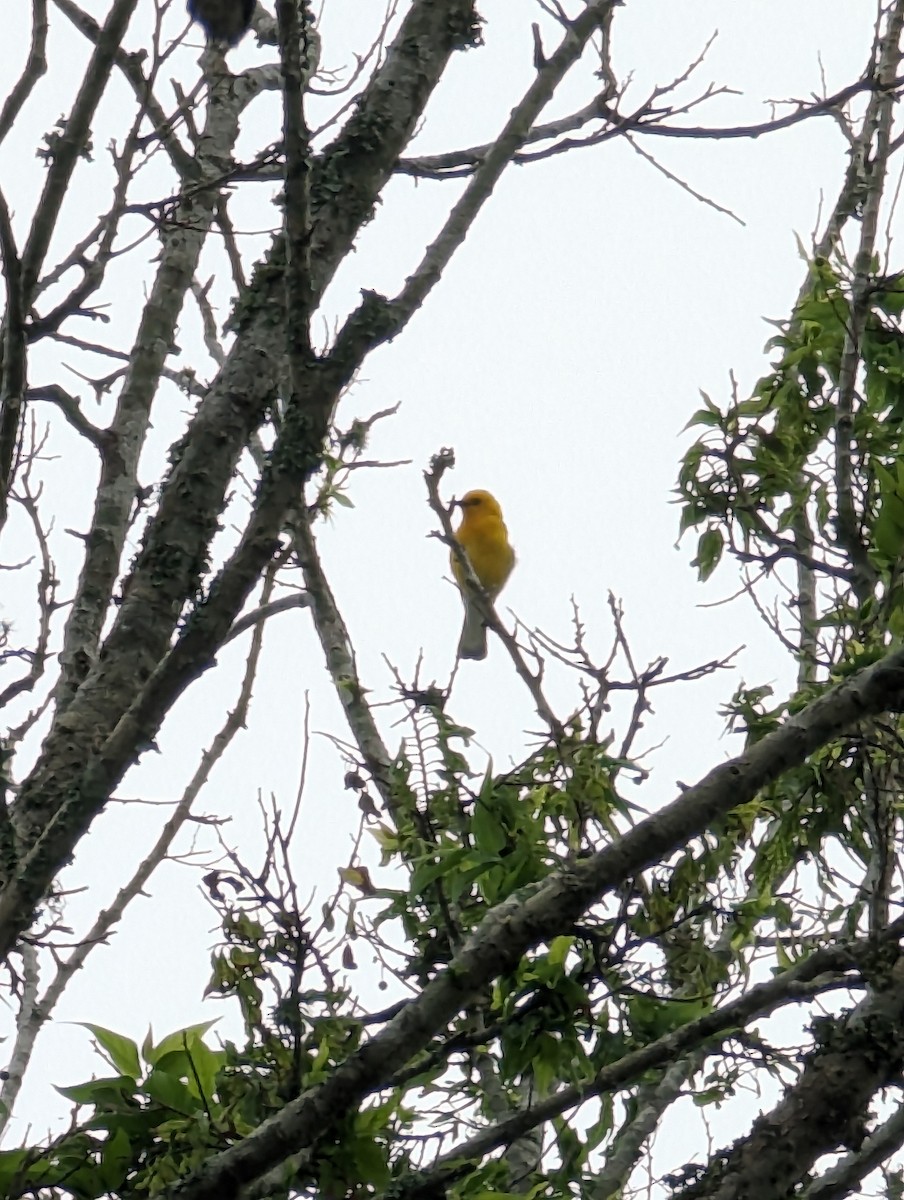 Prothonotary Warbler - McCallin FISHER
