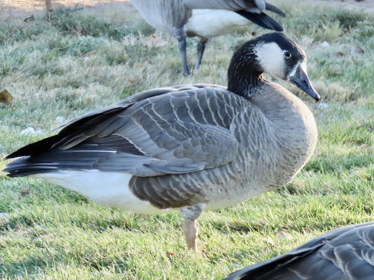 Domestic goose sp. (Domestic type) - Diane Roberts