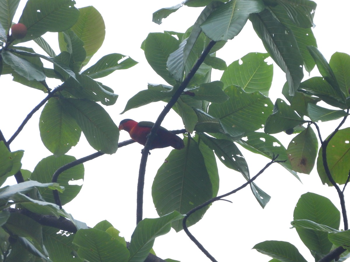 Purple-naped Lory - ML610609564