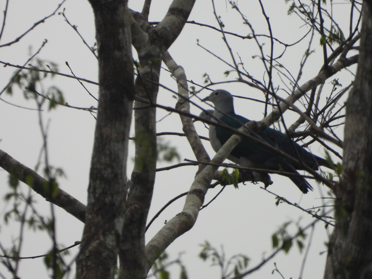 Seram Imperial-Pigeon - ML610609589