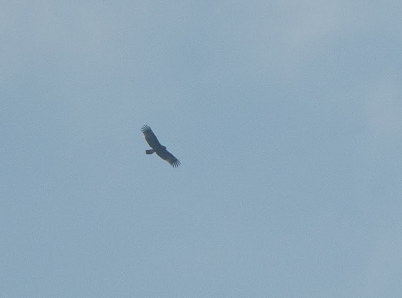 Greater Spotted Eagle - ML610609615