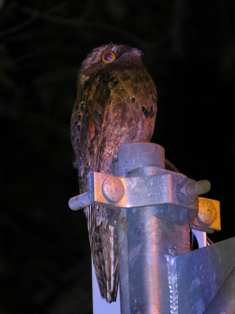 Common Potoo - ML610609625