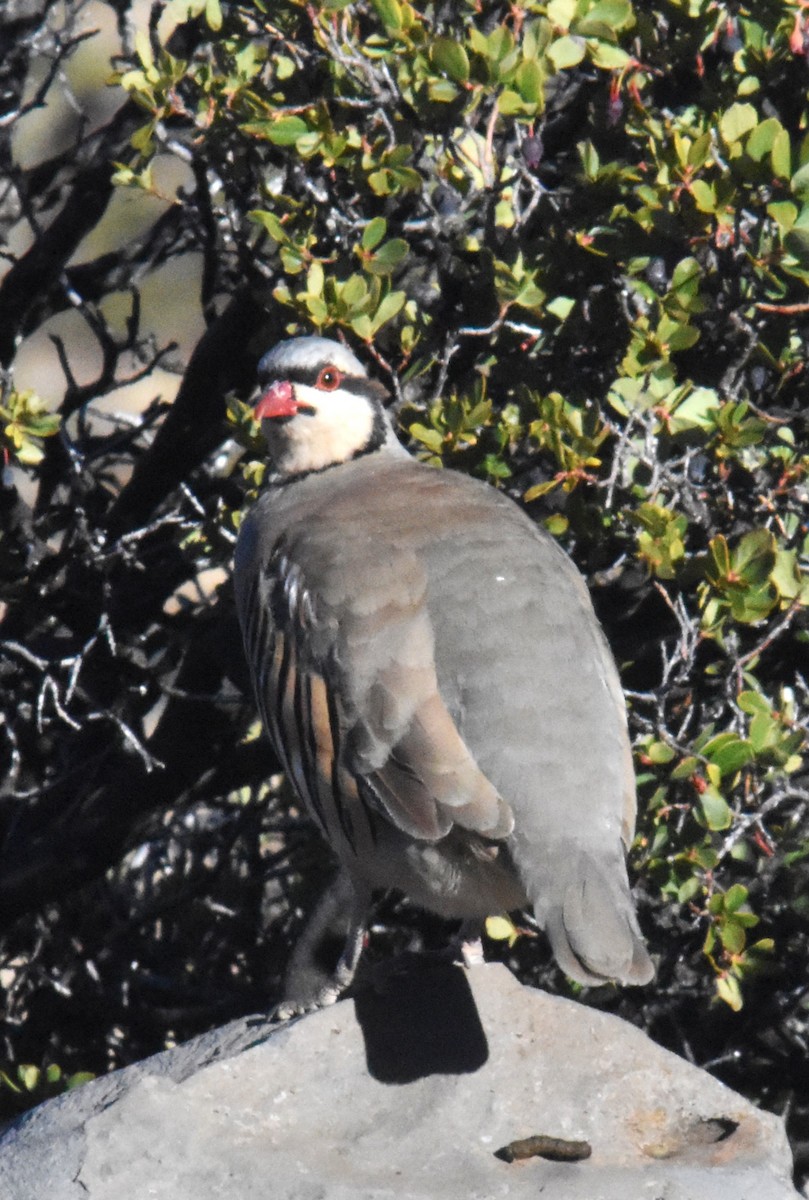 Chukarhuhn - ML610609658