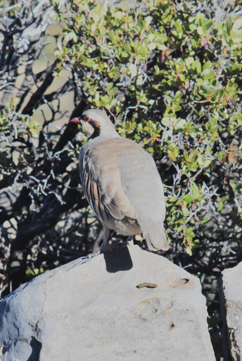 Chukarhuhn - ML610609659
