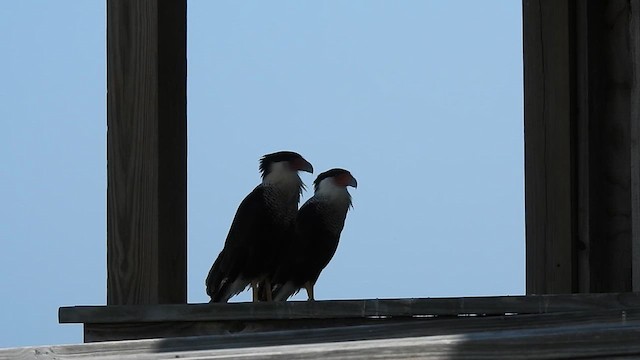 Caracara huppé (cheriway) - ML610609717