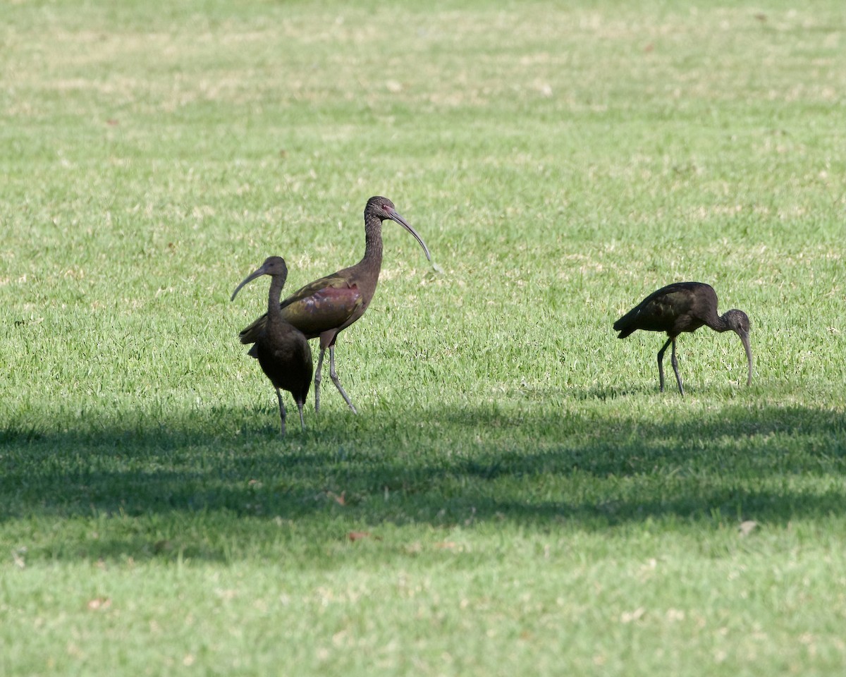 White-faced Ibis - ML610609739