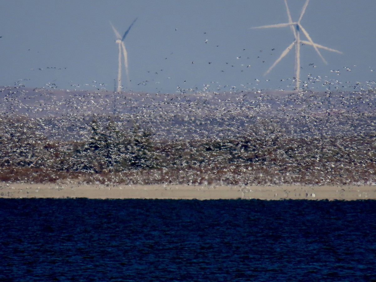 Snow/Ross's Goose - ML610609804