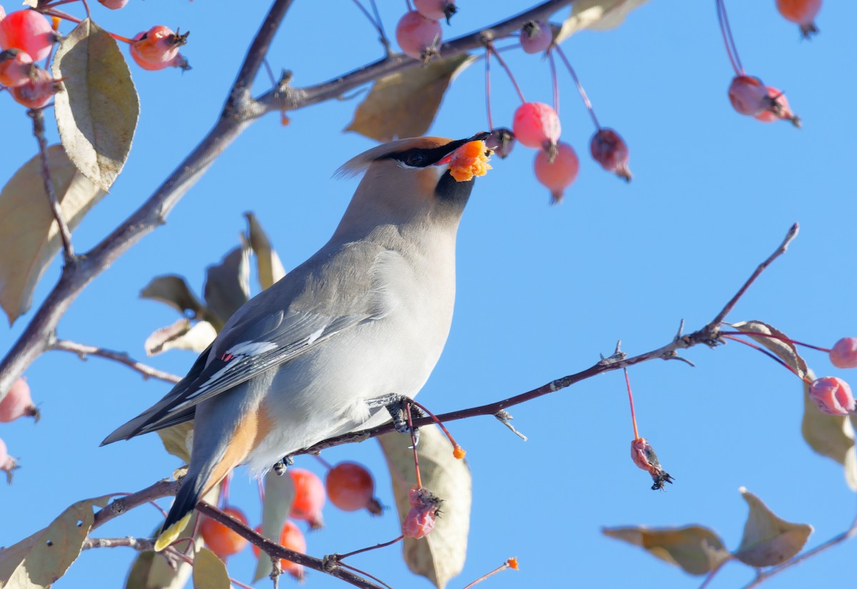 Bohemian Waxwing - ML610609866