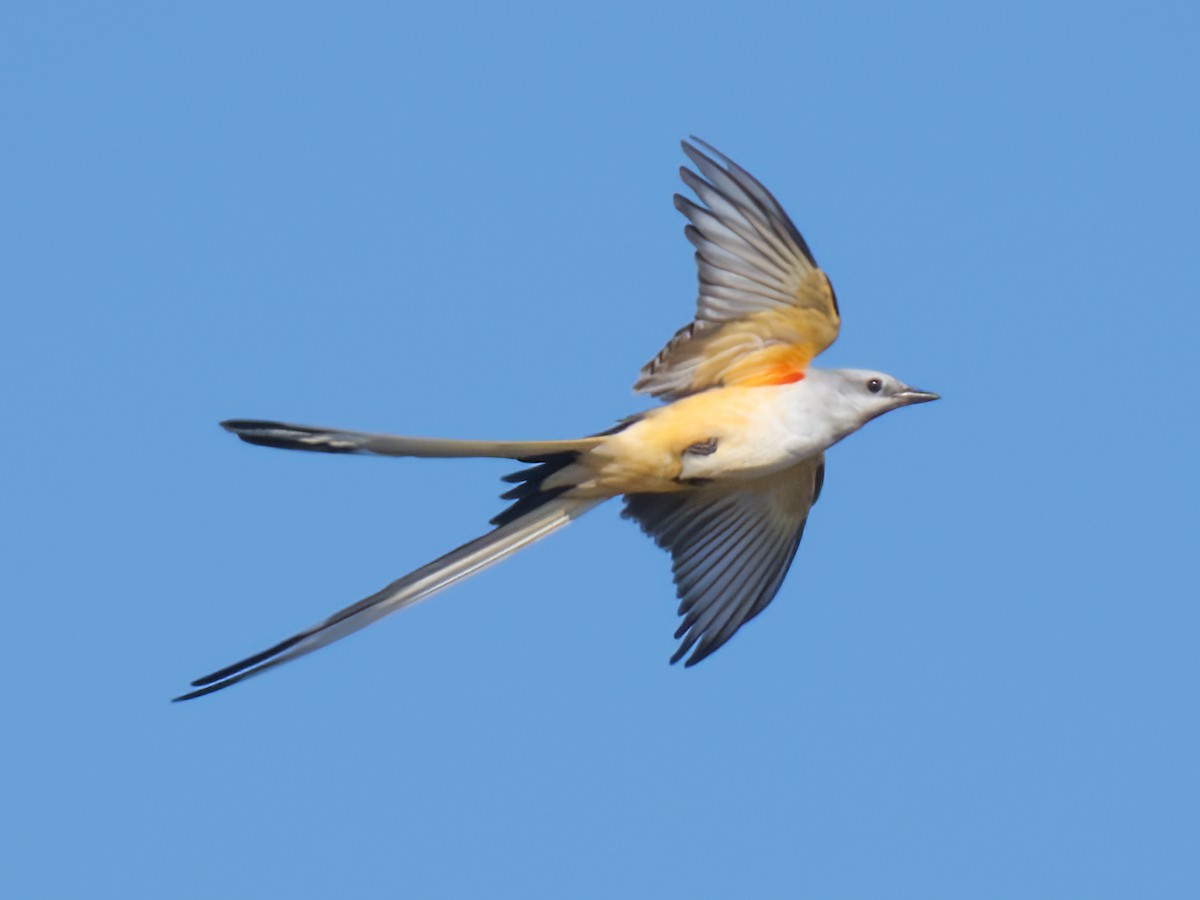 Scissor-tailed Flycatcher - Cin-Ty Lee