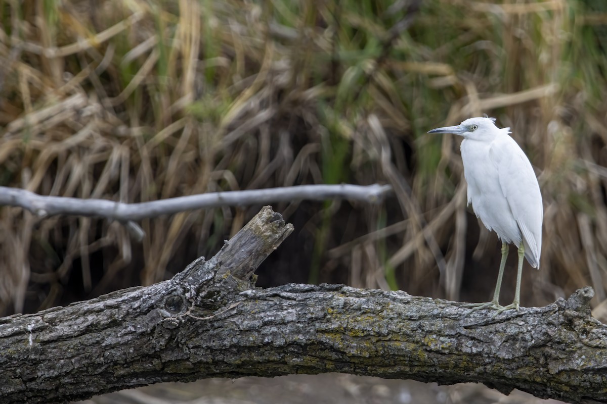 Little Blue Heron - ML610609924