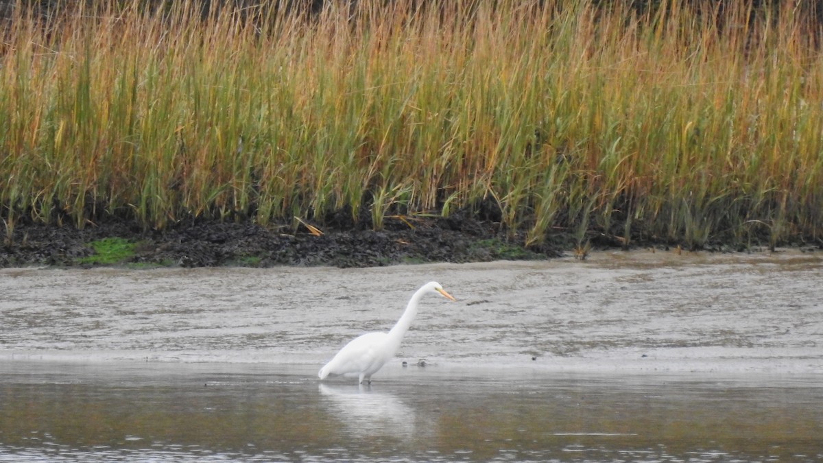 Great Egret - ML610610016