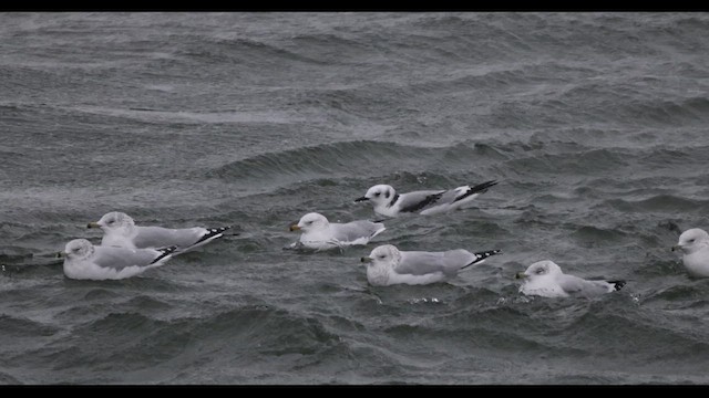 Gaviota Tridáctila - ML610610027