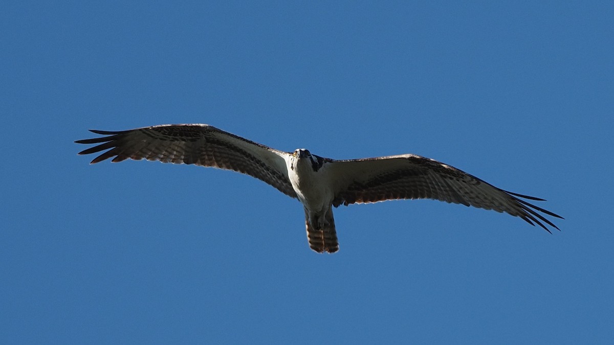 Osprey - ML610610242