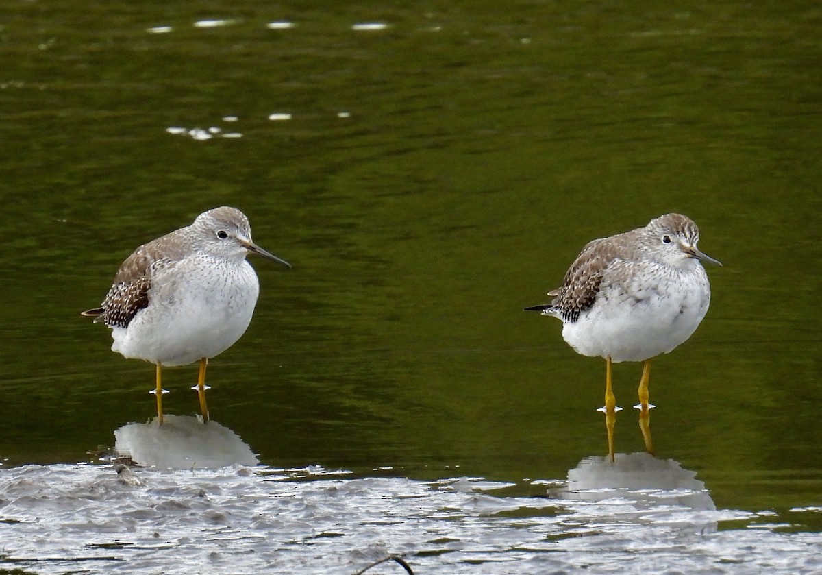 Lesser Yellowlegs - ML610610284